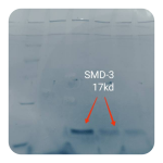 پروتئین نوترکیب (100microgram) Smith Ag-۳ کارمانیا پارس ژن