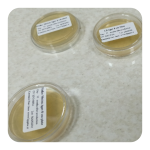 پلیت نوترینت آگار