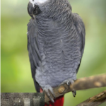 کیت PCR برای بررسی جنسیت پرندگان