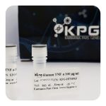 TNF-alpha Human Recombinant Protein
