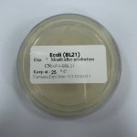Ecoli (BL21)(DE)1plate
