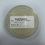 Ecoli (Rosetta)(DE)1plate