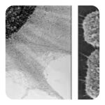 سلول بالغ چسبیده Mature Primary Sticky Keratinocyte Cells 25ml Flask