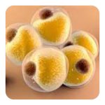 Mesenchymal Stem Cell from Human  lipid tissue  25ml flask