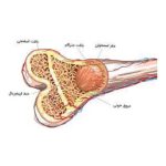 Mesenchymal Stem Cell from Human Bone Morrow  25ml flask