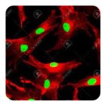 سلول بالغ شناور Mature Primary Floating PBMC Cells 25ml Flask